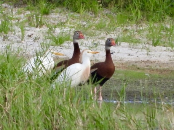 Dendrocygne à ventre noir - ML619931105