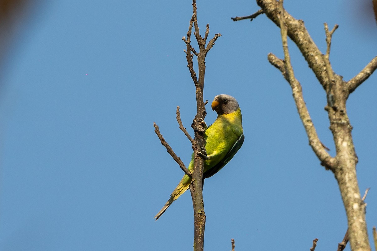 Plum-headed Parakeet - ML619931112