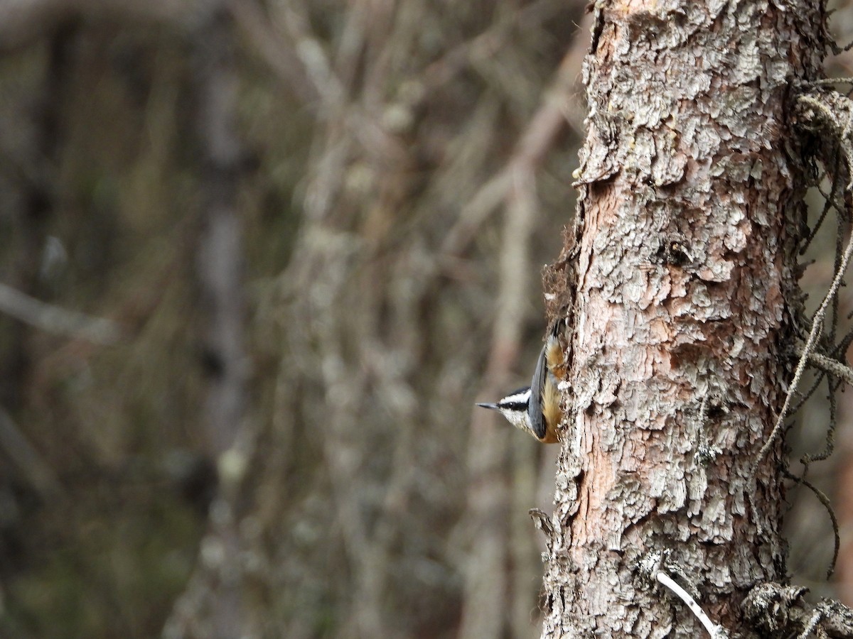 Red-breasted Nuthatch - ML619931125