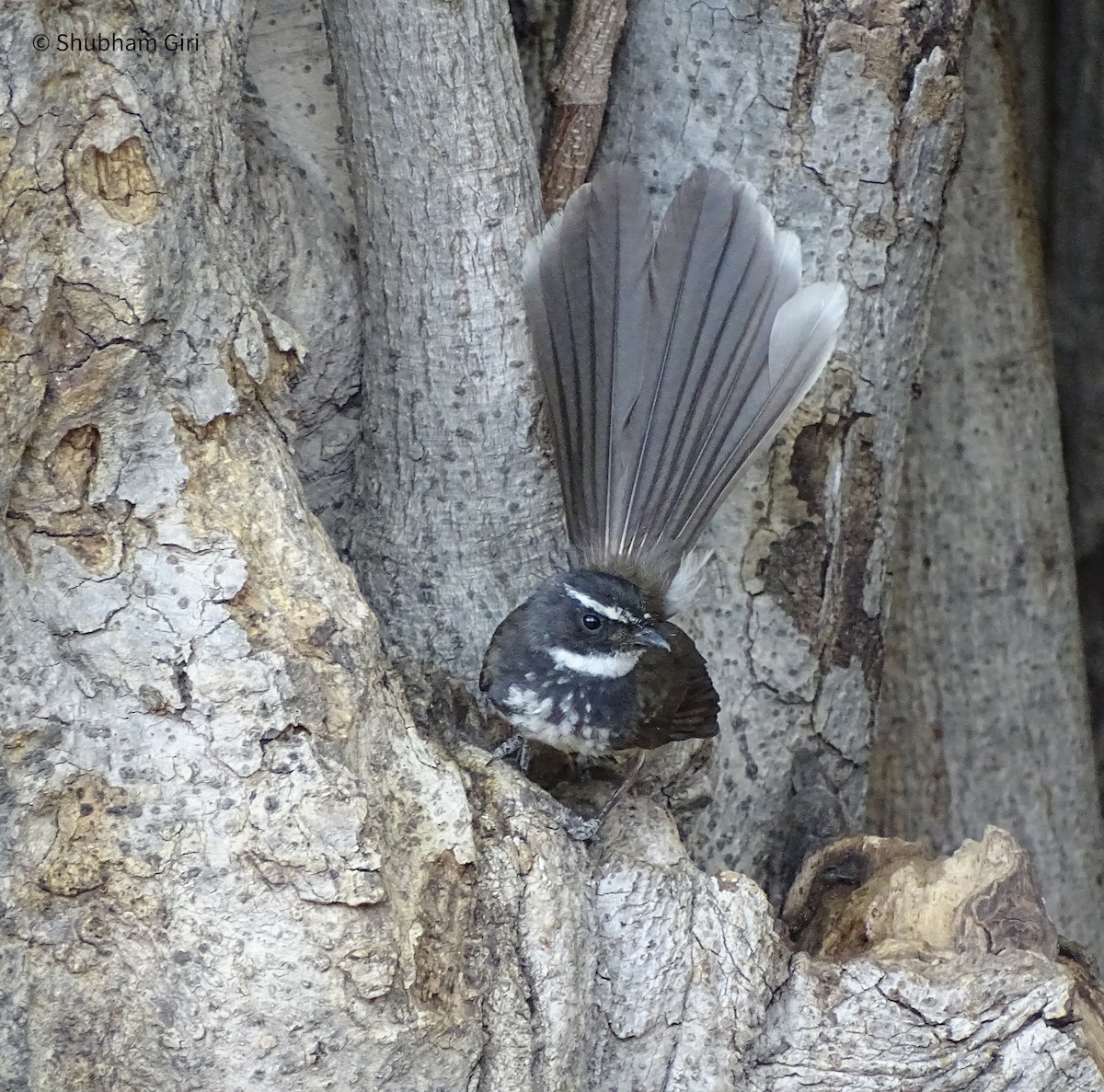Spot-breasted Fantail - ML619931129