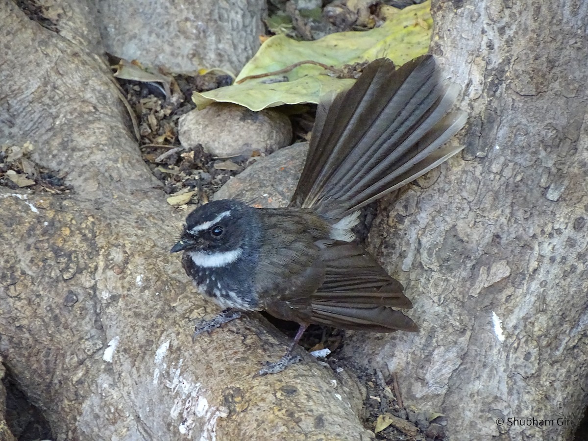 Spot-breasted Fantail - ML619931130