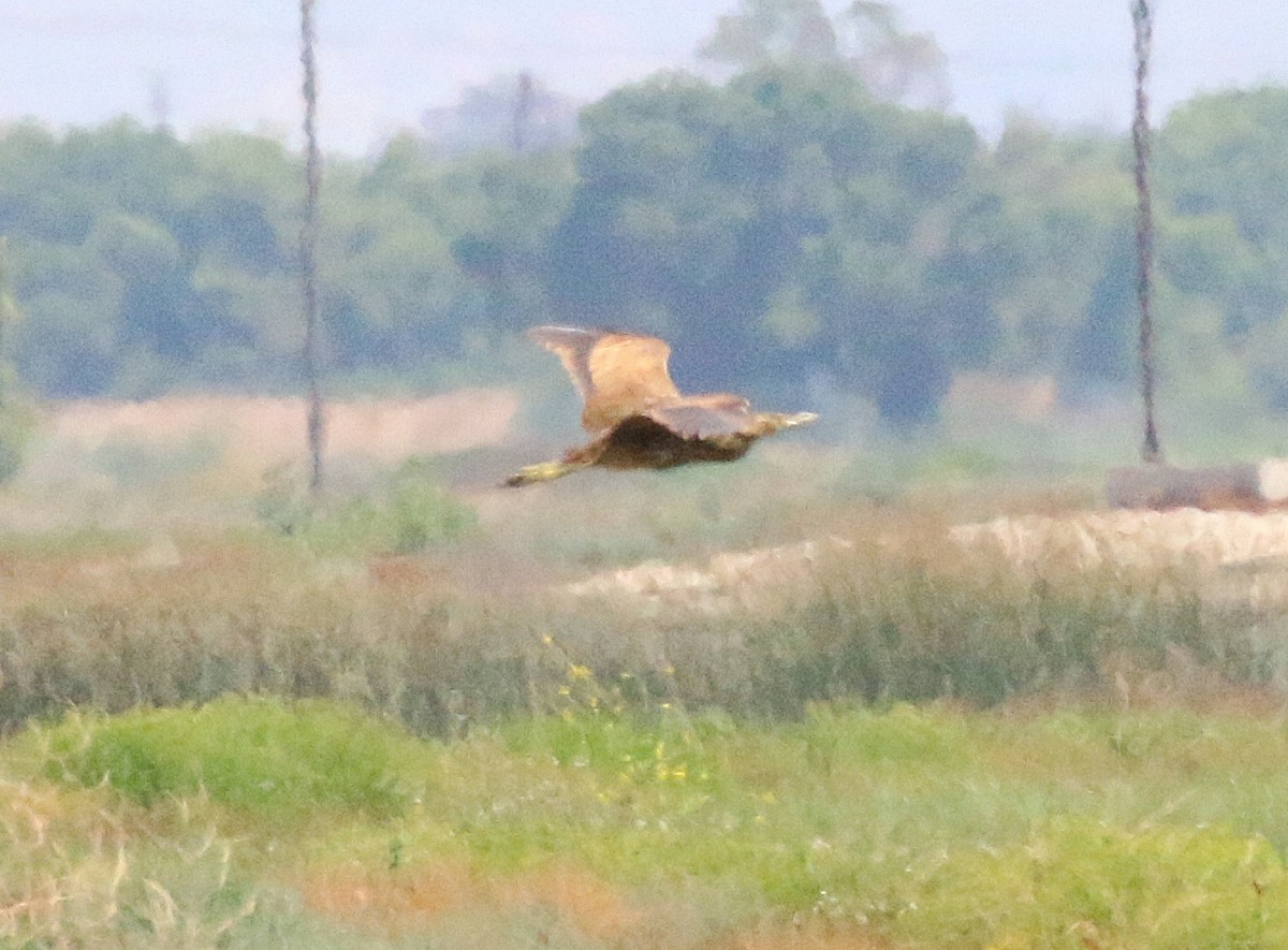 American Bittern - ML619931148