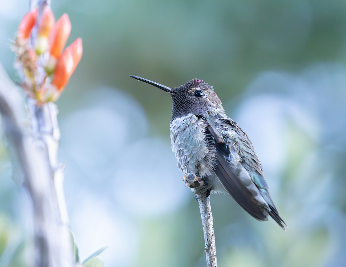 Anna's Hummingbird - ML619931149