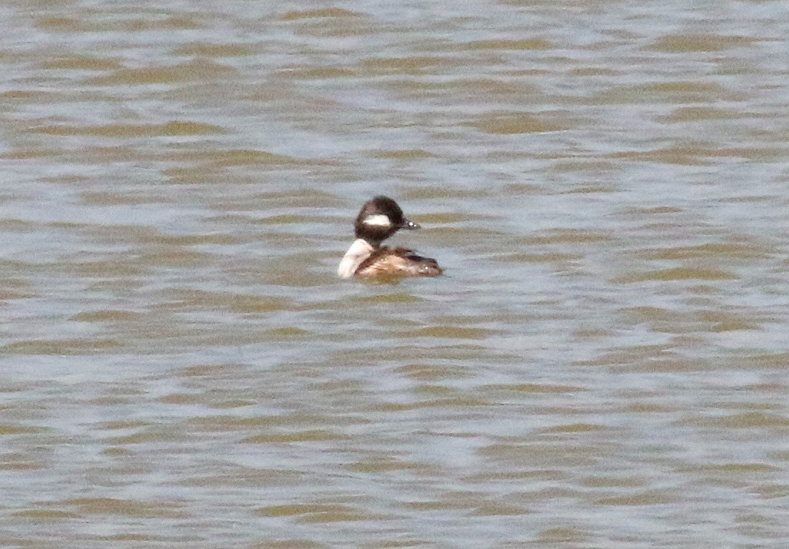 Bufflehead - ML619931165