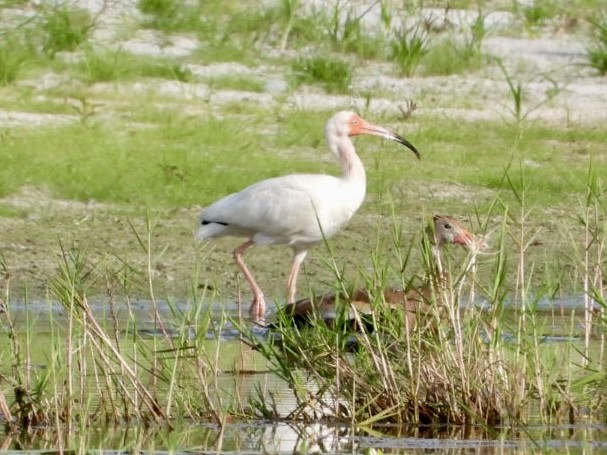 Ibis blanc - ML619931168