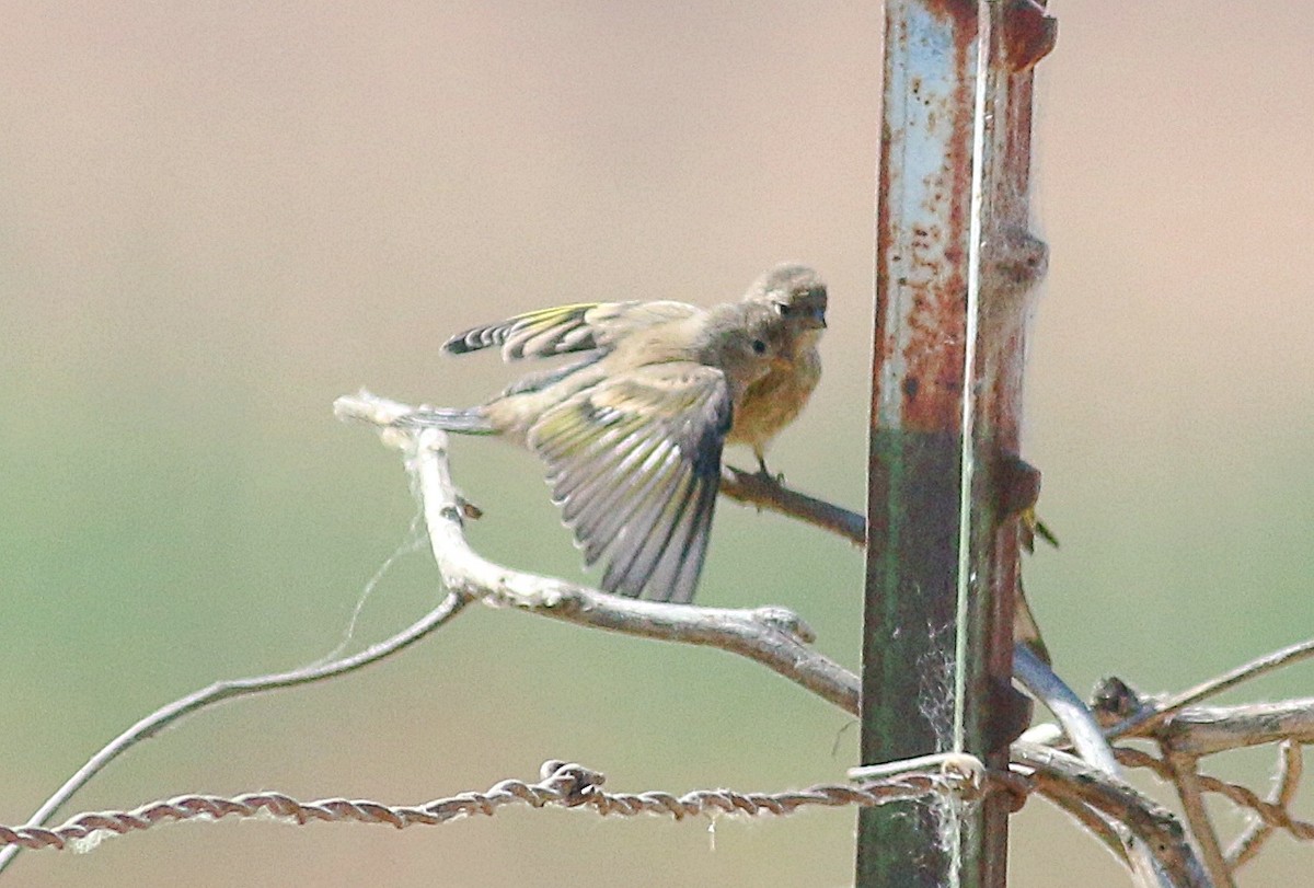 Lawrence's Goldfinch - ML619931171