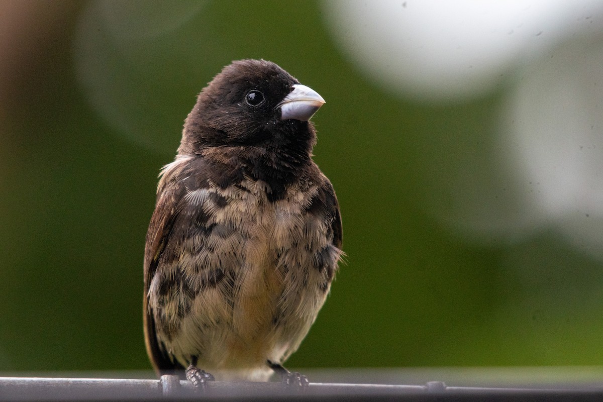 Yellow-bellied Seedeater - ML619931188