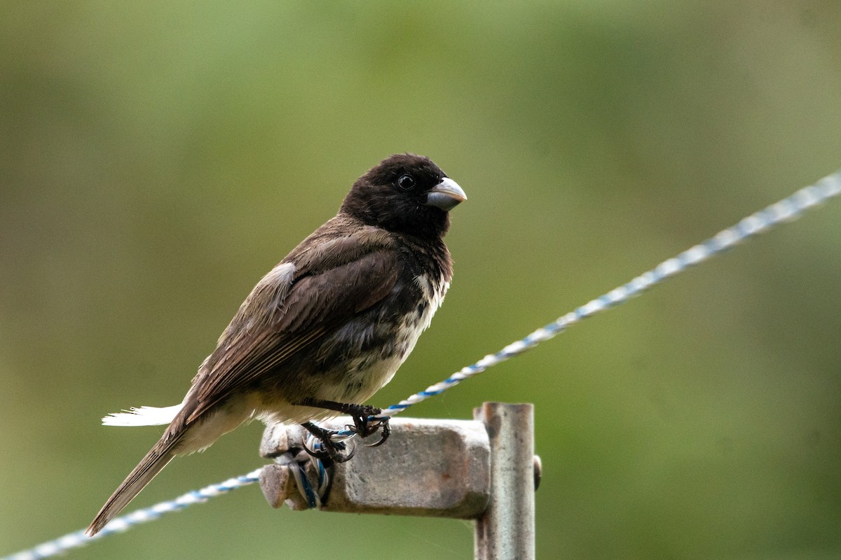 Yellow-bellied Seedeater - ML619931189