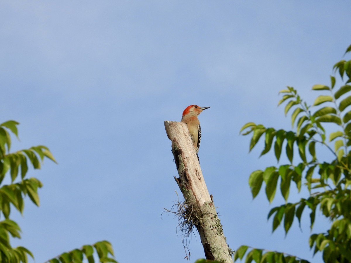Red-bellied Woodpecker - Elizabeth Stakenborg