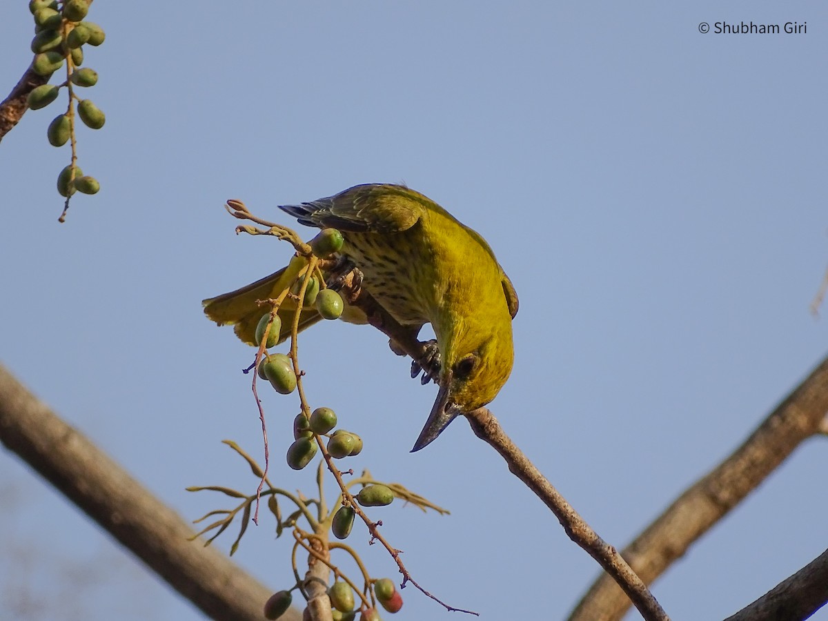 Indian Golden Oriole - ML619931201