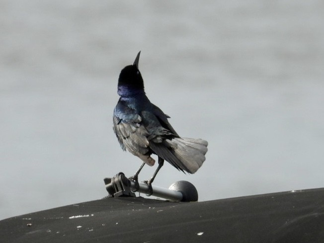 Boat-tailed Grackle - ML619931231
