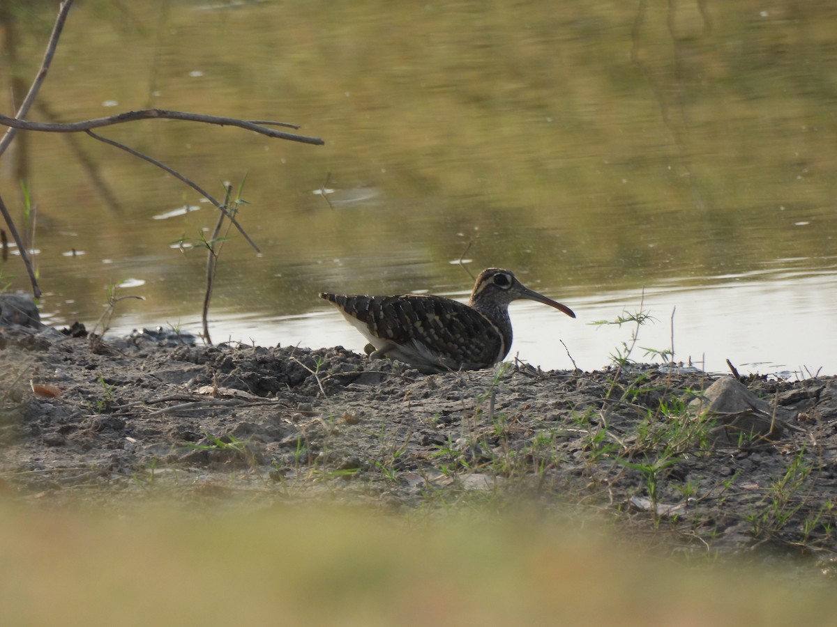 Greater Painted-Snipe - ML619931245