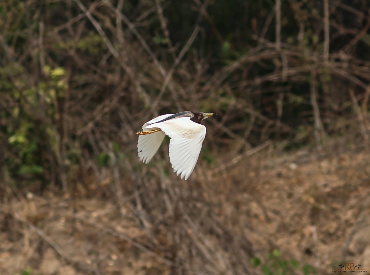 Chinese Pond-Heron - Rajeev Bisht