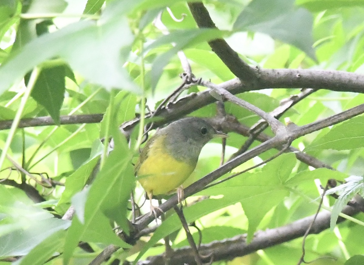 Mourning Warbler - ML619931264