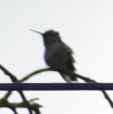 Anna's Hummingbird - ML619931284