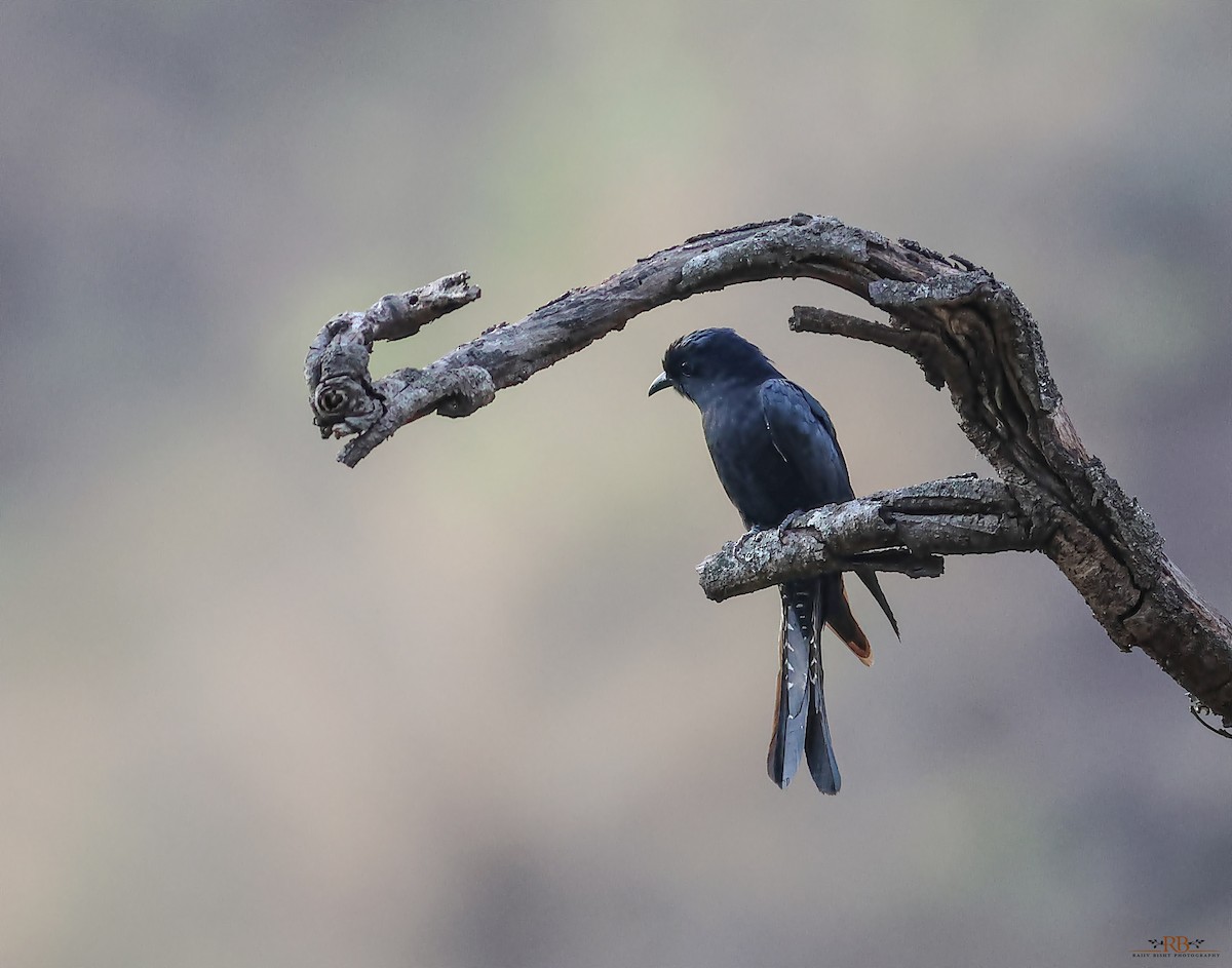 Square-tailed Drongo-Cuckoo - ML619931297