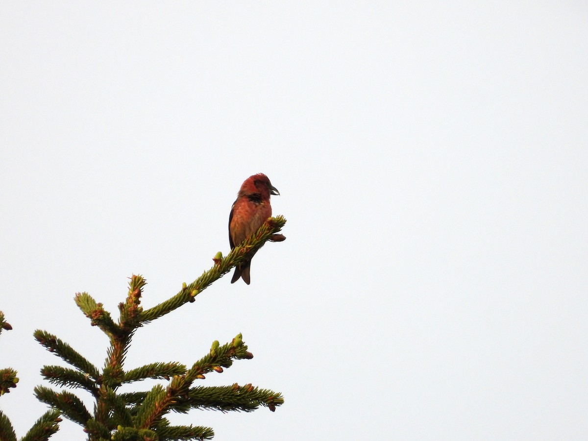 White-winged Crossbill - ML619931301