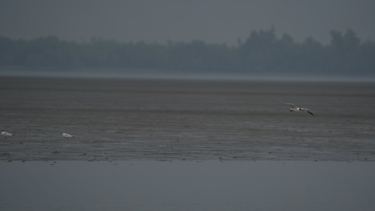 オニアジサシ - ML619931303