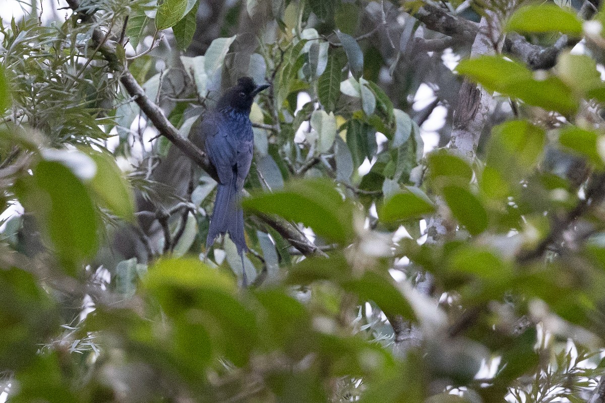 Greater Racket-tailed Drongo - ML619931312