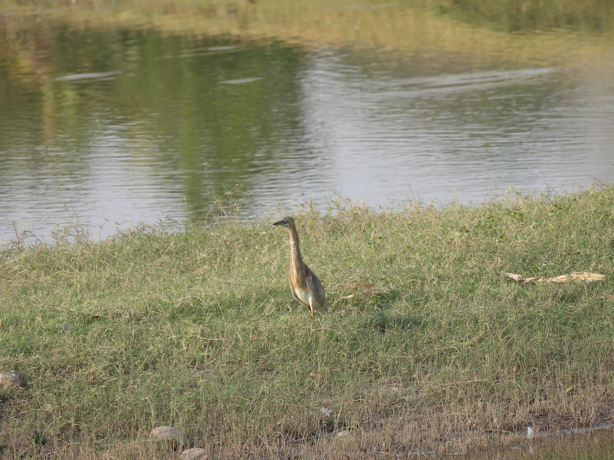 Indian Pond-Heron - ML619931318