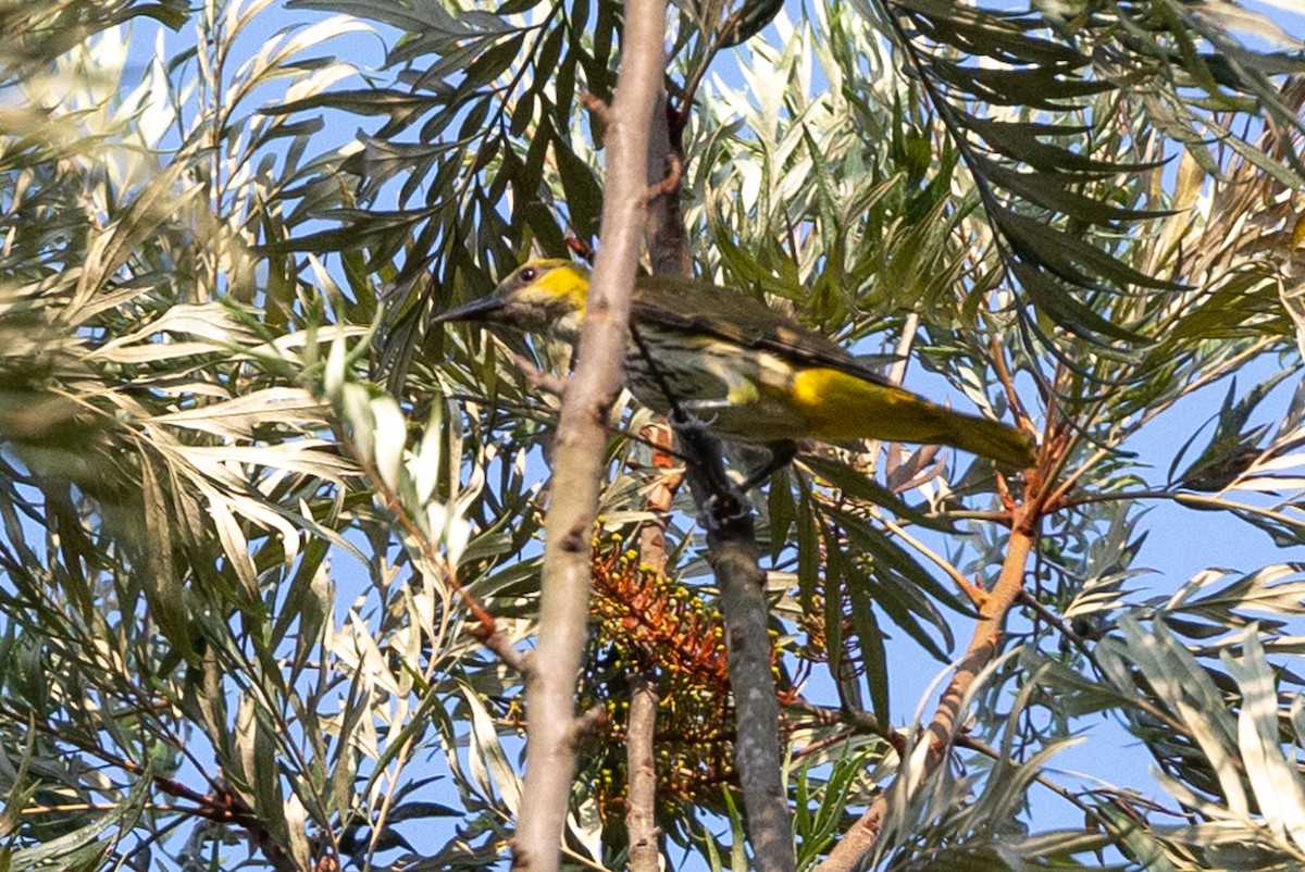 Indian Golden Oriole - ML619931335