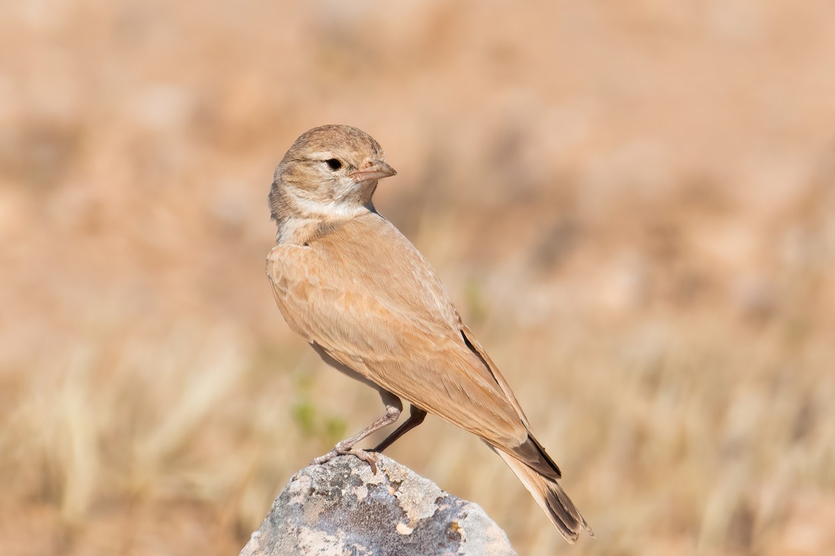 Bar-tailed Lark - ML619931339