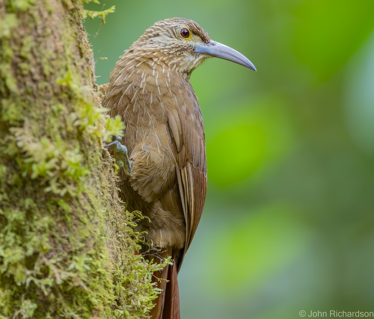 Strong-billed Woodcreeper - ML619931346