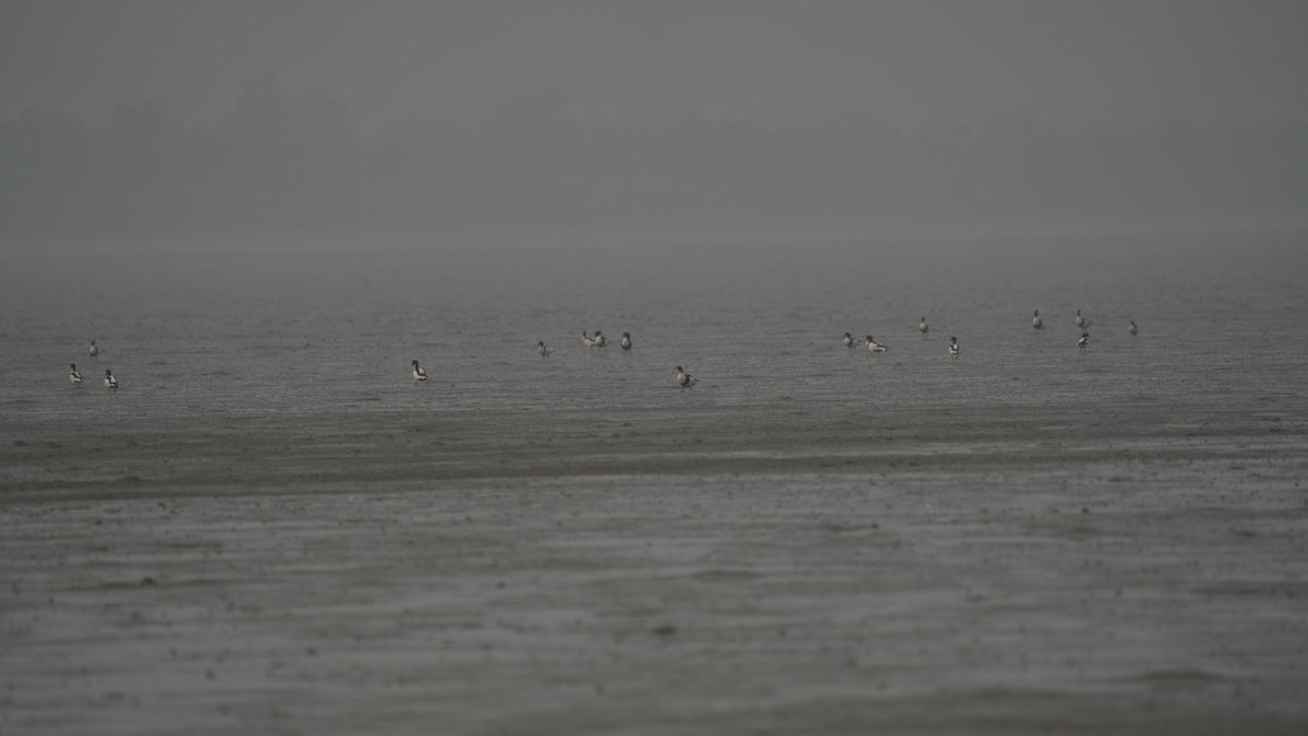 ツクシガモ - ML619931359