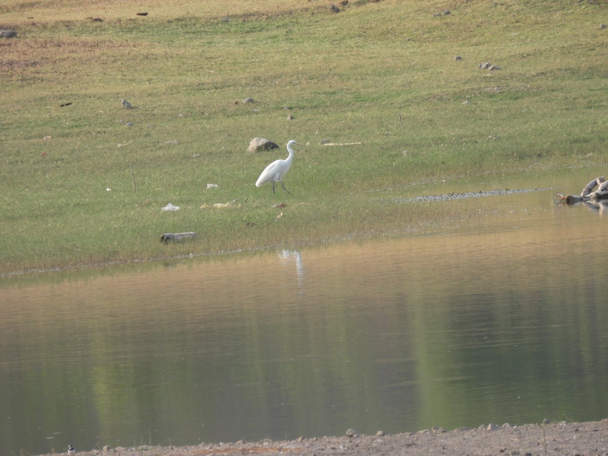 Medium Egret - ML619931361