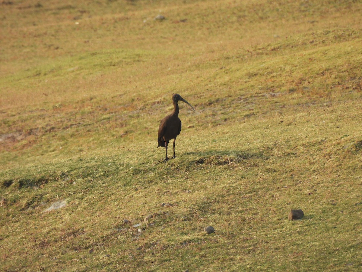 ibis bradavičnatý - ML619931371