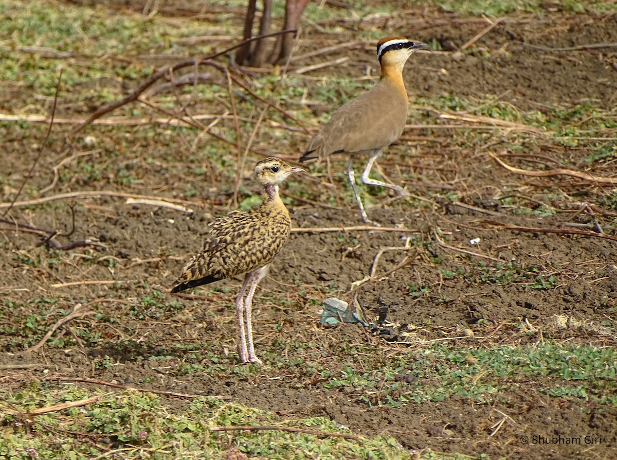 Indian Courser - ML619931375