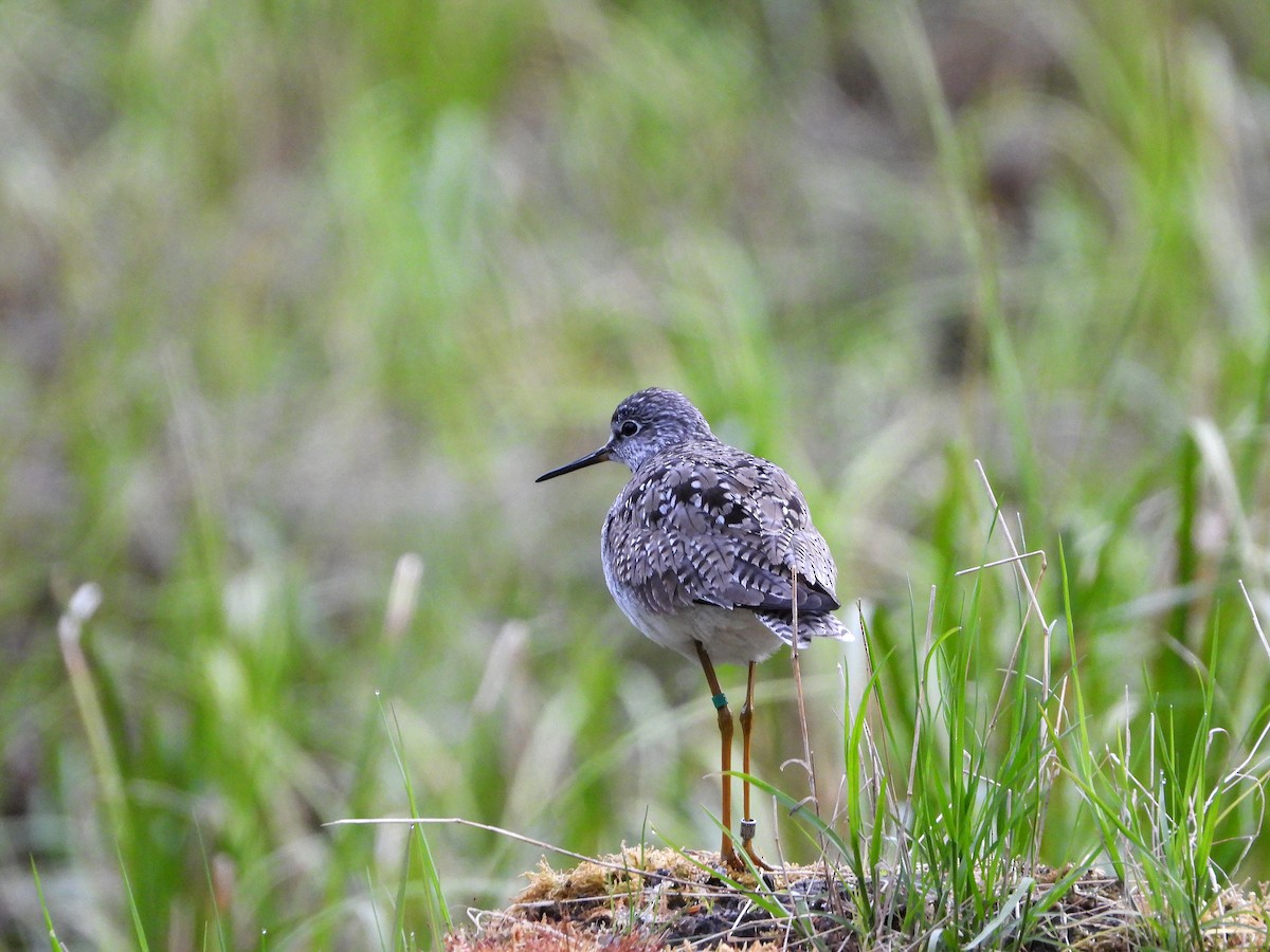 Lesser Yellowlegs - ML619931380