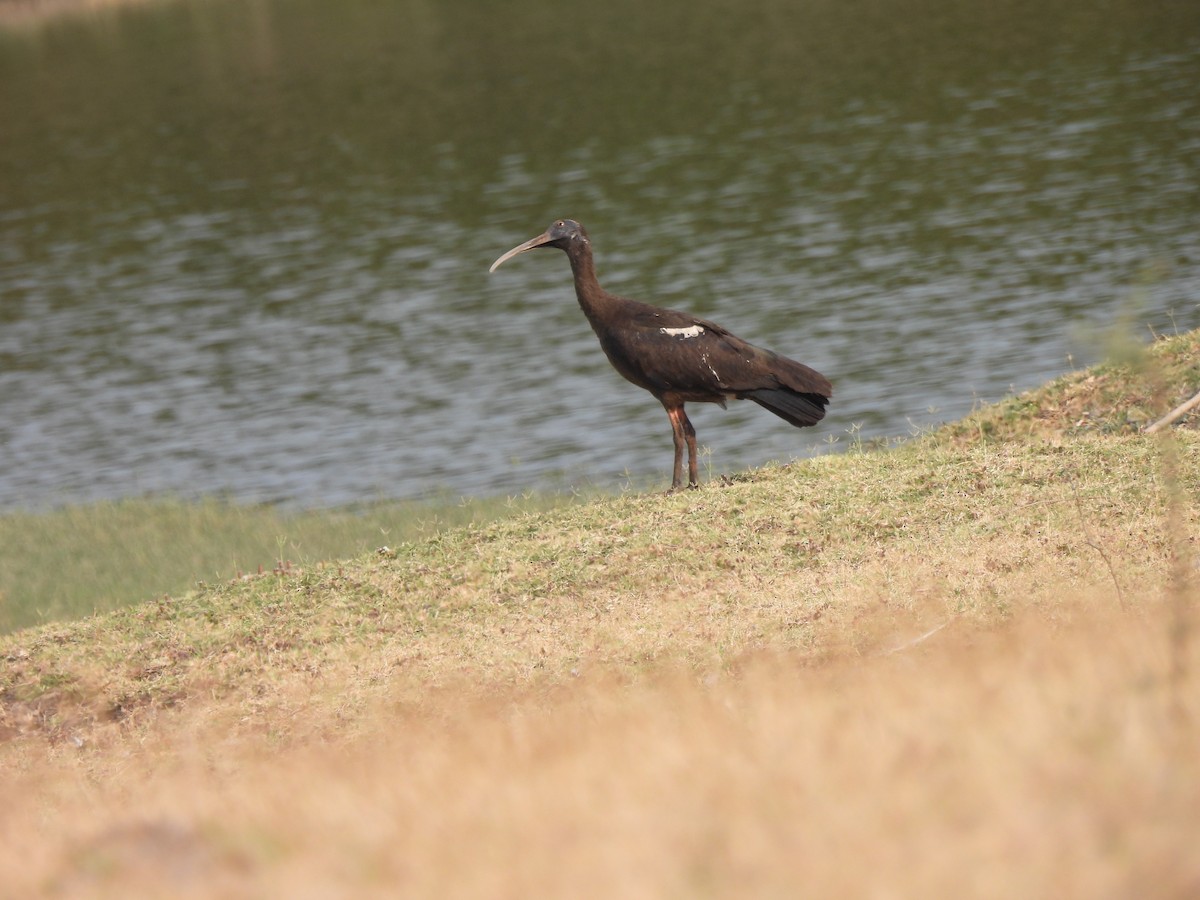 ibis bradavičnatý - ML619931381