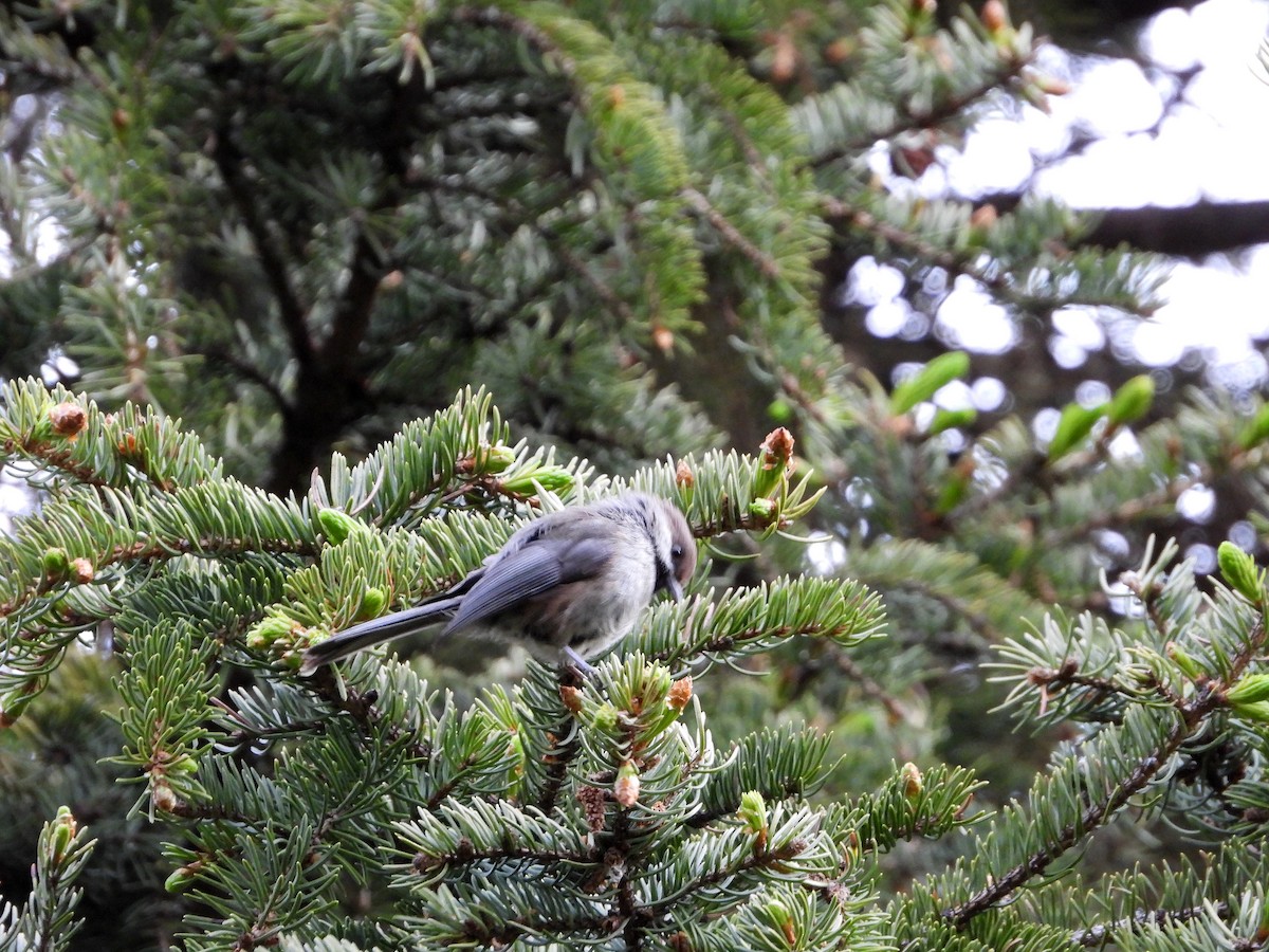 Boreal Chickadee - ML619931388