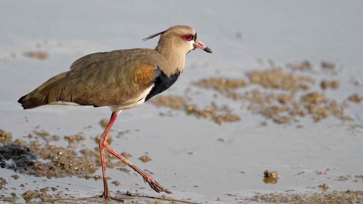 Southern Lapwing - ML619931394