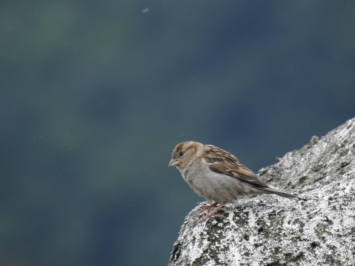 Italian Sparrow - ML619931412