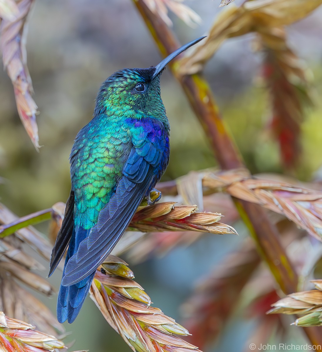kolibřík modrolící - ML619931423