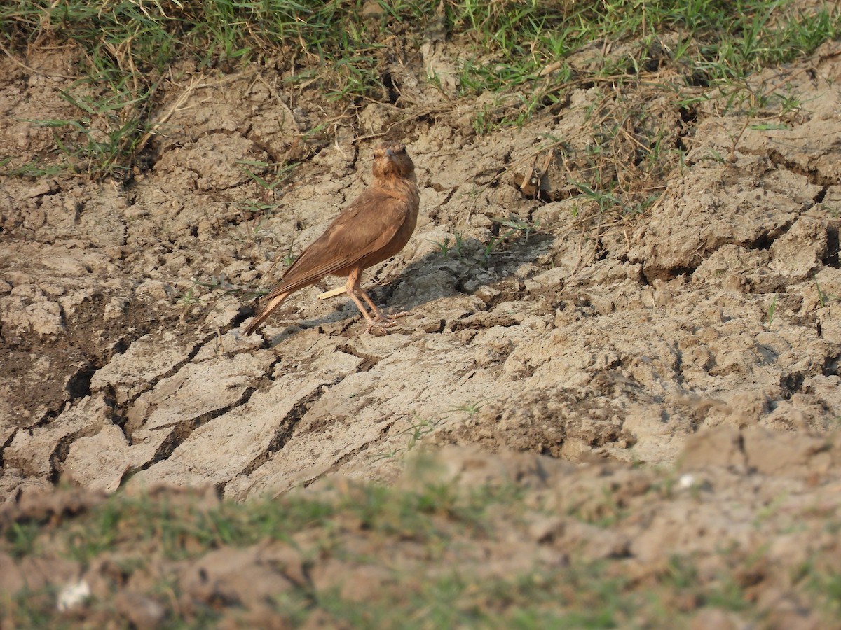 Rufous-tailed Lark - Shilpa Gadgil