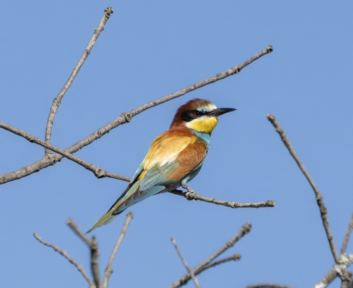 European Bee-eater - ML619931428
