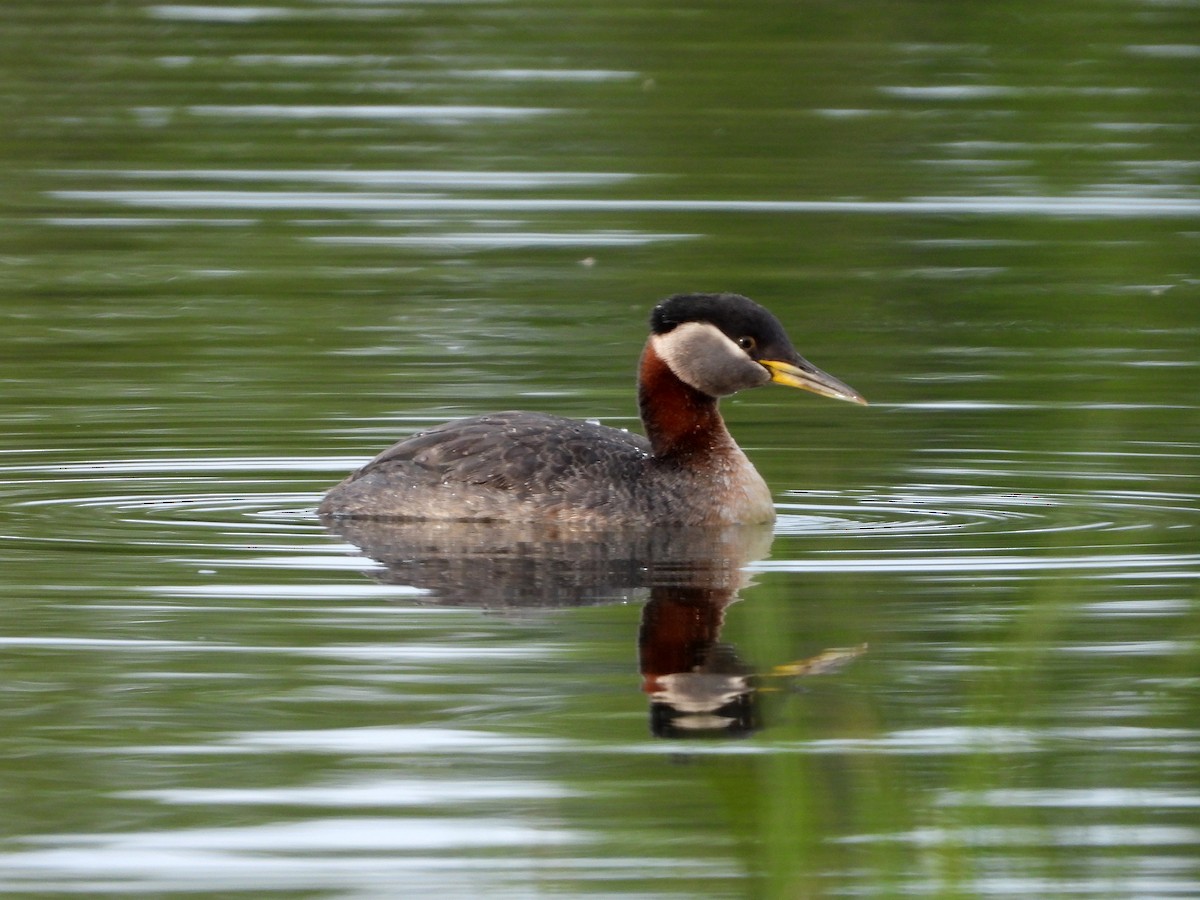 Red-necked Grebe - ML619931441