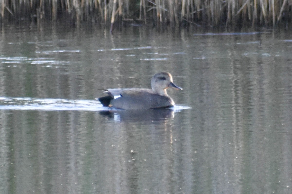 Gadwall - ML619931468