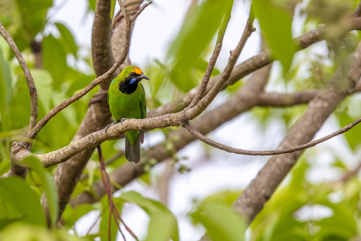 Golden-fronted Leafbird - ML619931469