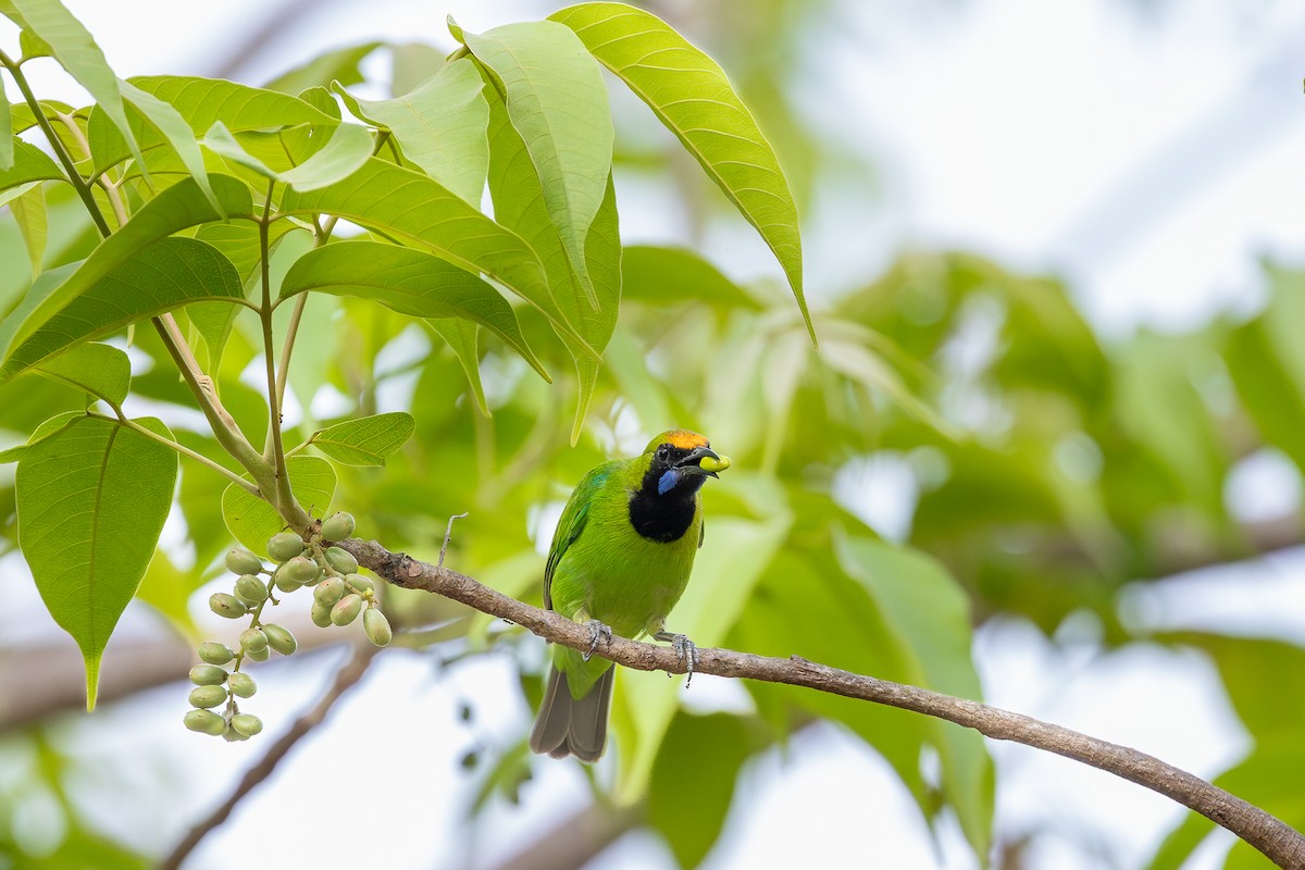 Golden-fronted Leafbird - ML619931470