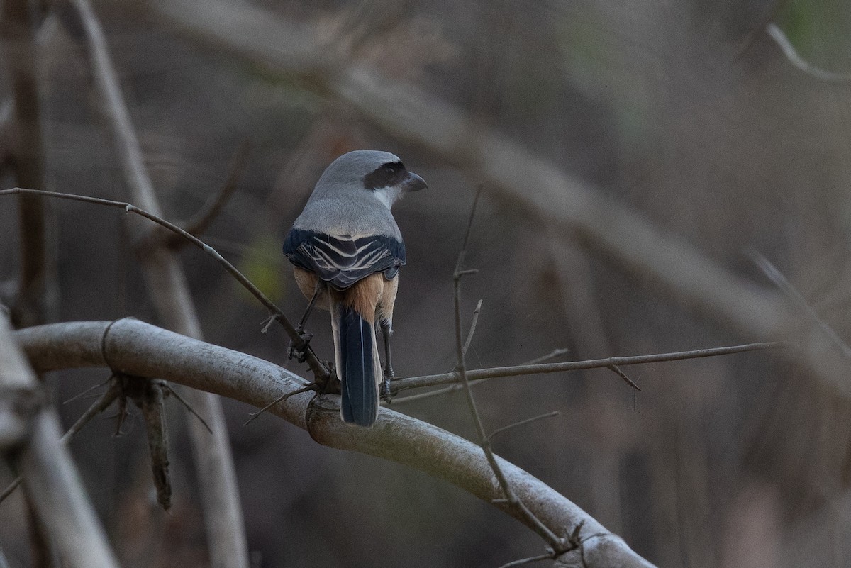 Long-tailed Shrike - ML619931480