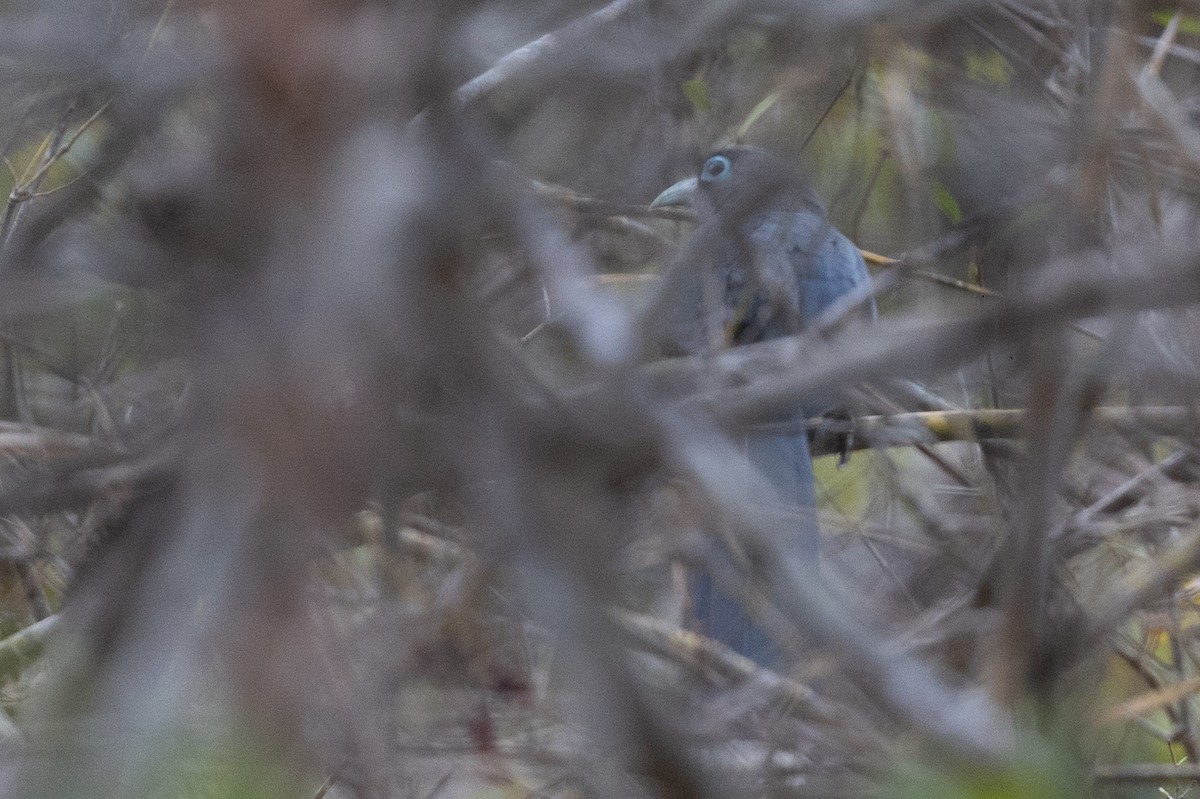 Blue-faced Malkoha - ML619931482