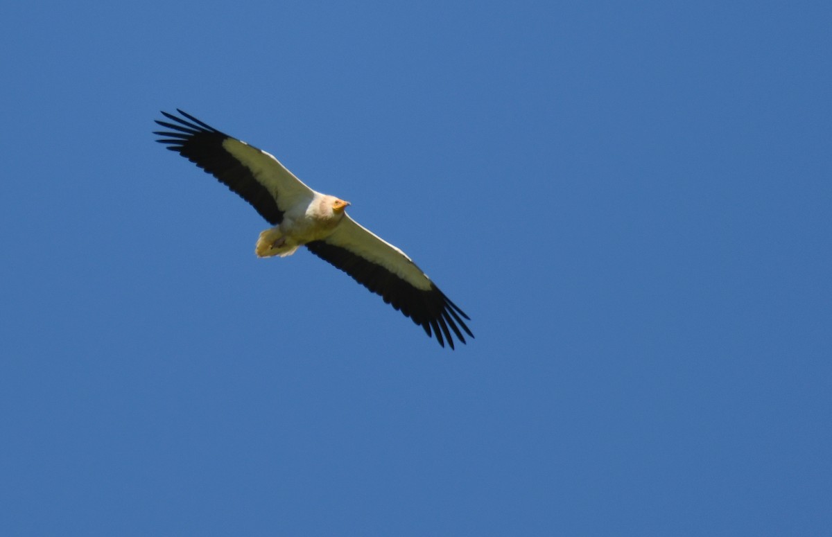 Egyptian Vulture - ML619931490