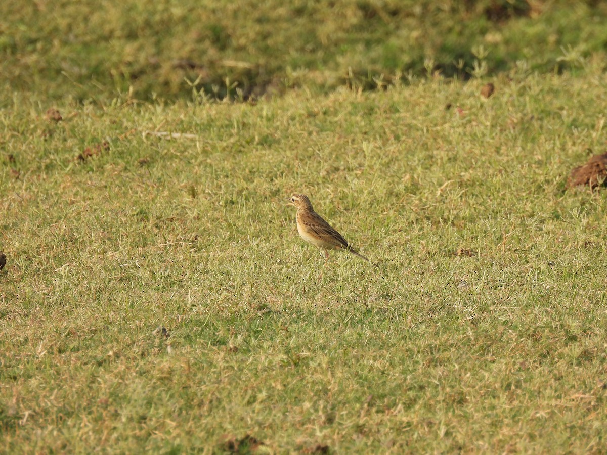 pipit sp. - ML619931503