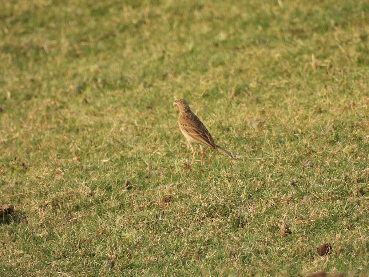 pipit sp. - ML619931504