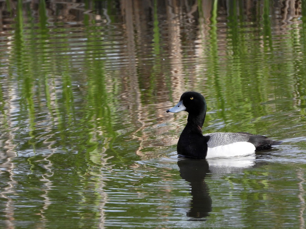 Greater Scaup - ML619931506