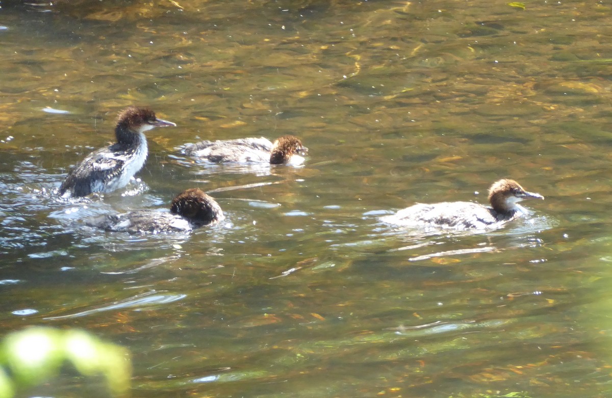 Common Merganser - ML619931523